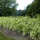Itea Viginica Henry S Garnet-2.webp