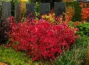 Itea Viginica Henry S Garnet-1.webp