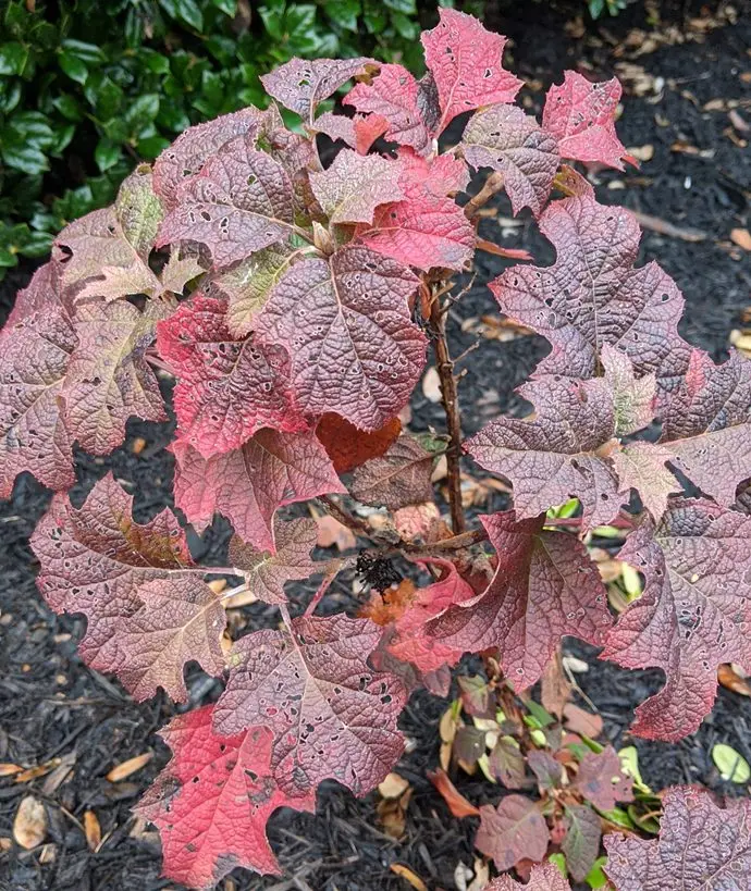 Hydrangea quercifolia Ruby Slippers-aut.webp