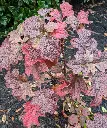 Hydrangea quercifolia Ruby Slippers-aut.webp