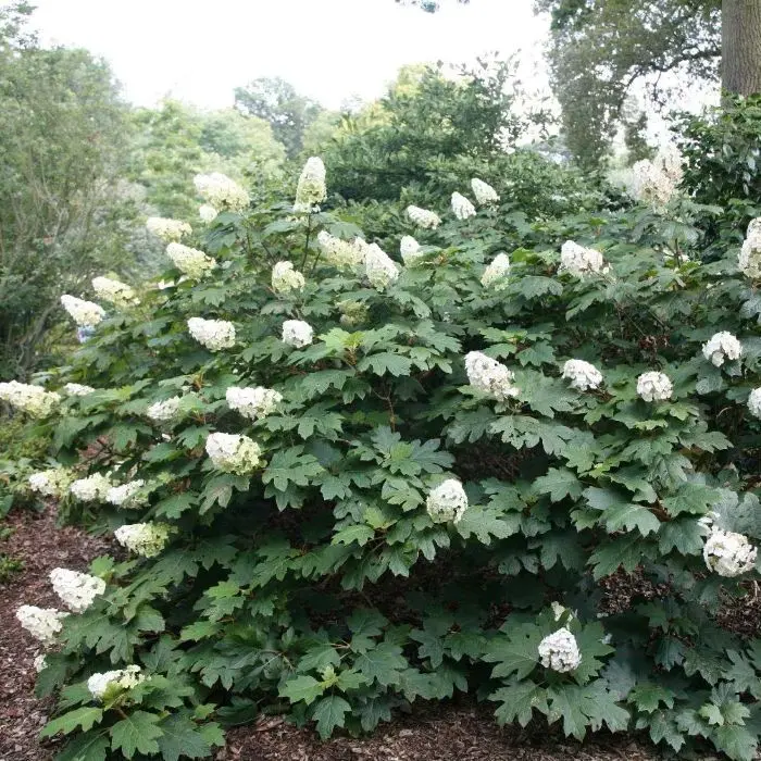 Hydrangea quercifolia Ruby Slippers-1.webp