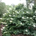 Hydrangea quercifolia Ruby Slippers-1.webp