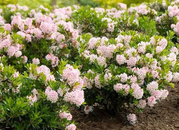 RHODODENDRON inkharo Bloombux ®.webp