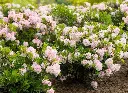 RHODODENDRON inkharo Bloombux ®.webp