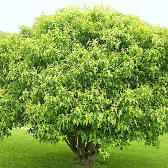 Acer ginnala Bailey Compact 1.webp