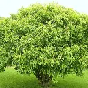 Acer ginnala Bailey Compact 1.webp