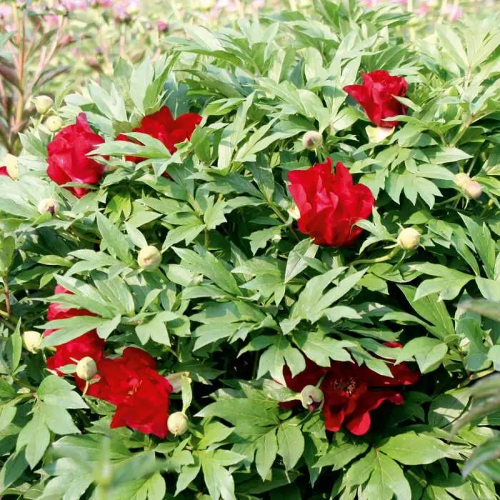 Paeonia Itoh Scarlet Heaven 2.webp