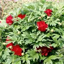Paeonia Itoh Scarlet Heaven 2.webp