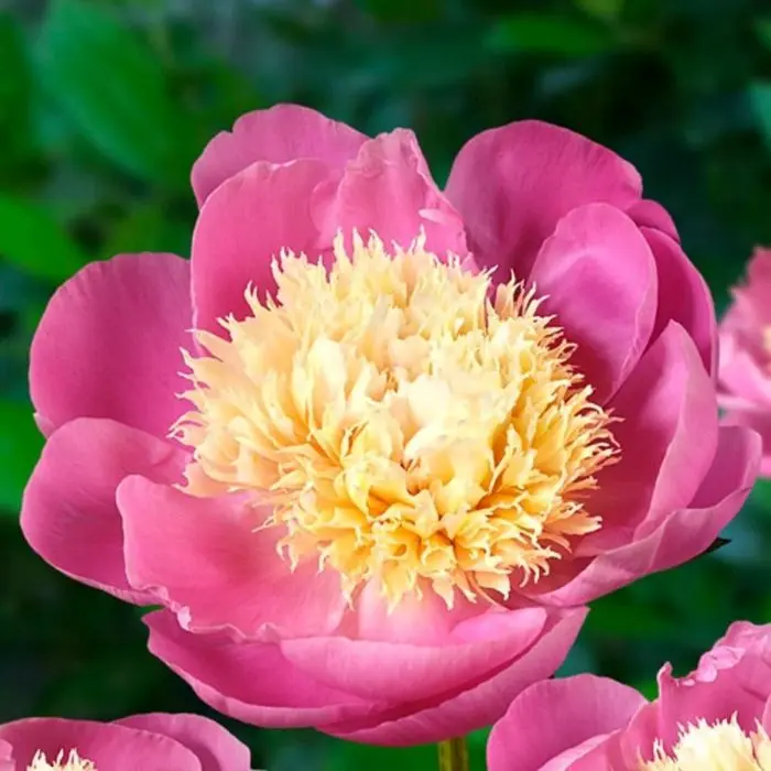 paeonia-bowl-of-beauty.webp