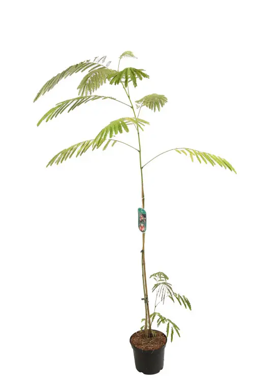 ALBIJROC60_H_F000_99.webp