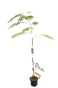 ALBIJROC60_H_F000_99.webp