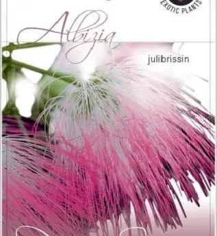 albizia.webp