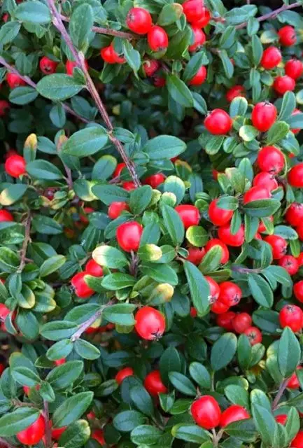 Cotoneaster dammeri 2.webp