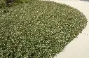 Cotoneaster dammeri 1.webp