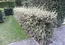 Cotoneaster franchetii  -1.webp