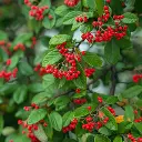 Cotoneaster franchetii  2.webp