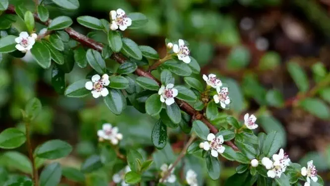 Cotoneaster suecicus Skogholm-1.webp