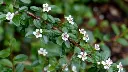 Cotoneaster suecicus Skogholm-1.webp