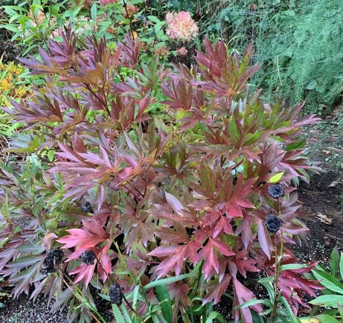 paeonia-smith-family-itoh-automne.webp