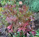 paeonia-smith-family-itoh-automne.webp