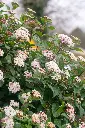 viburnum-tinus-AdobeStock_422367854.webp