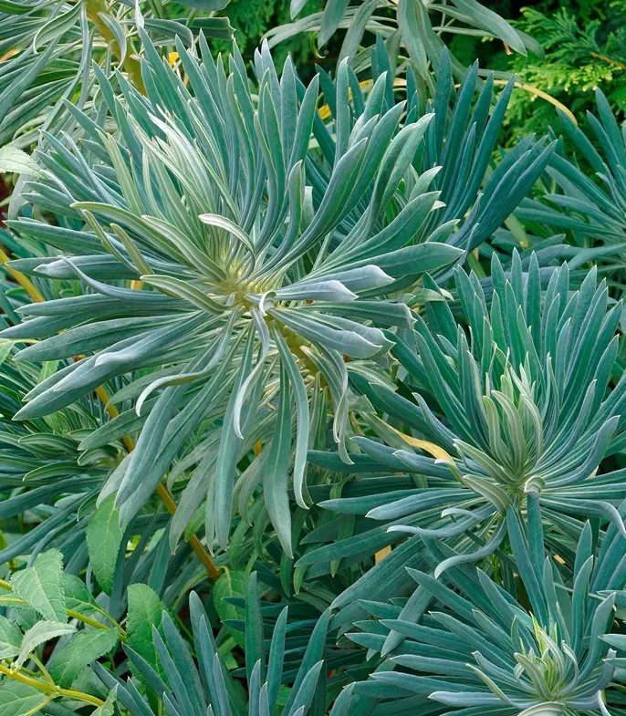 Euphorbia -Wulfenii -AdobeStock_222496696.webp