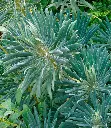 Euphorbia -Wulfenii -AdobeStock_222496696.webp