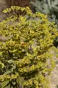 Euphorbia-Ascott Rainbow AdobeStock_505126166.webp