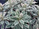Euphorbia characias 'Silver Swan'.webp