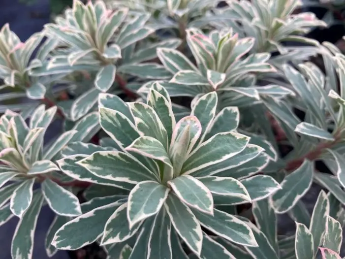 Euphorbia characias 'Silver Swan'.webp