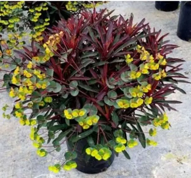 EUPHORBIA characias WINNERS MERLOT-2.webp