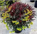 EUPHORBIA characias WINNERS MERLOT-2.webp