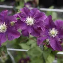CLWNIKE_20190719145415_thumbnail.webp
