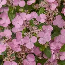 scandensfleur.webp