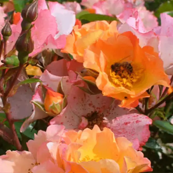 bee proud.webp
