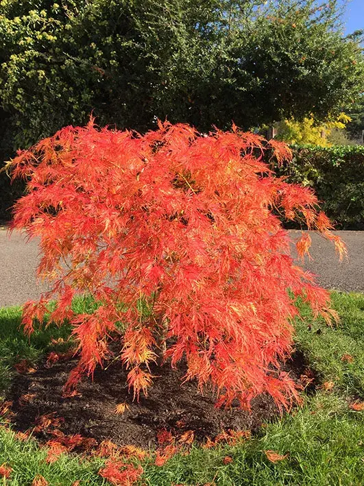 Acer palmatum Dissectum Veridis-2.webp