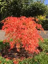 Acer palmatum Dissectum Veridis-2.webp