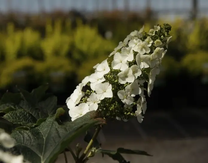 Hydrangea quercifolia Jetstream-1.webp