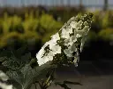 Hydrangea quercifolia Jetstream-1.webp