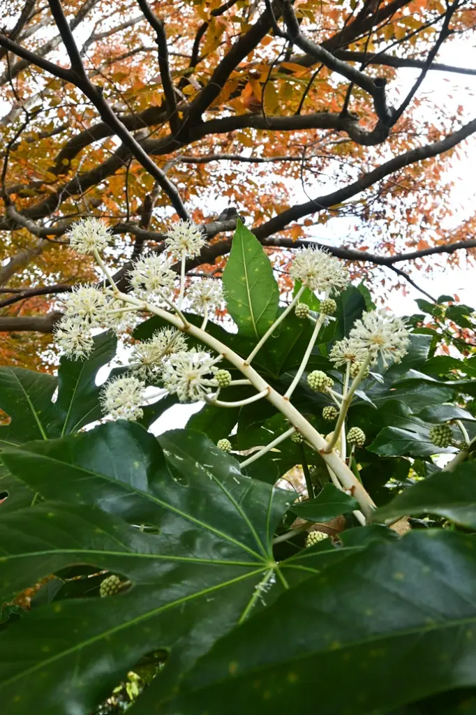 FATSIA_FLEURS_AdobeStock_1102810677.webp