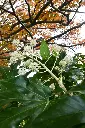 FATSIA_FLEURS_AdobeStock_1102810677.webp