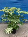 fatsia-spider-1.webp
