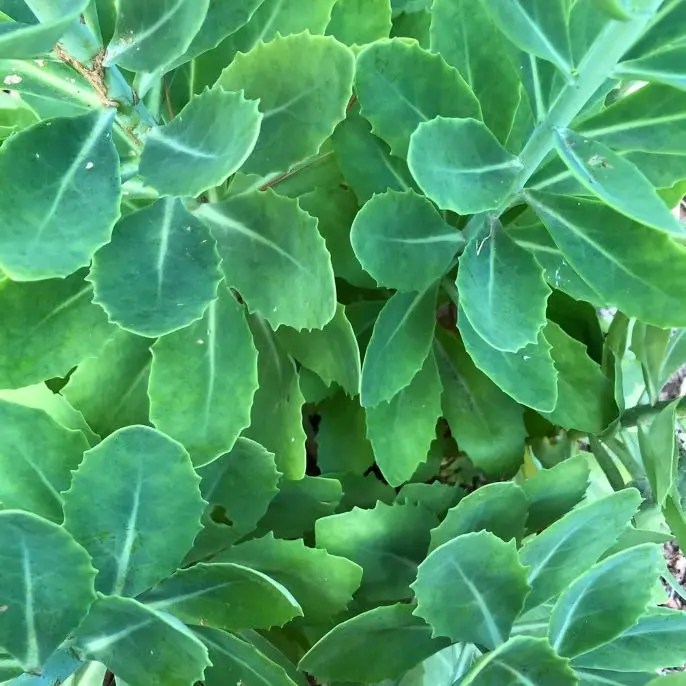 Sedum Herbstfreude-feuil.webp