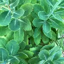 Sedum Herbstfreude-feuil.webp