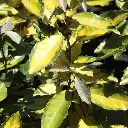 Elaeagnus ebbingei Eleador-1.webp