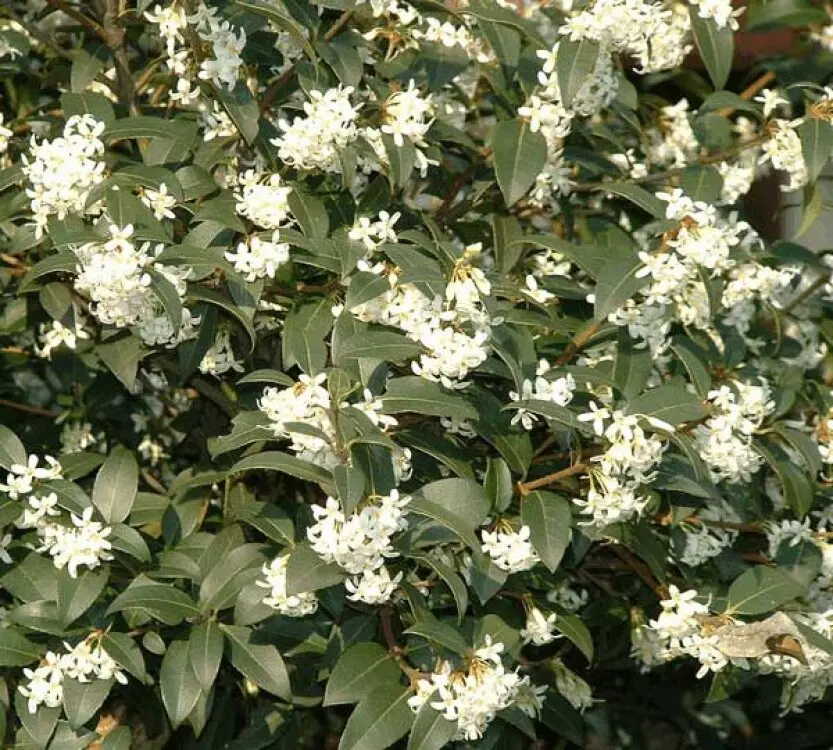 OSMABUR01_G002_01.webp
