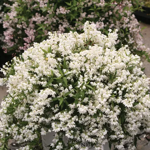 Deutzia Yuki Snowflake-3.webp