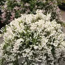 Deutzia Yuki Snowflake-3.webp