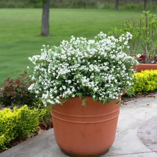 Deutzia Yuki Snowflake-2.webp