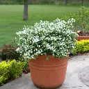 Deutzia Yuki Snowflake-2.webp